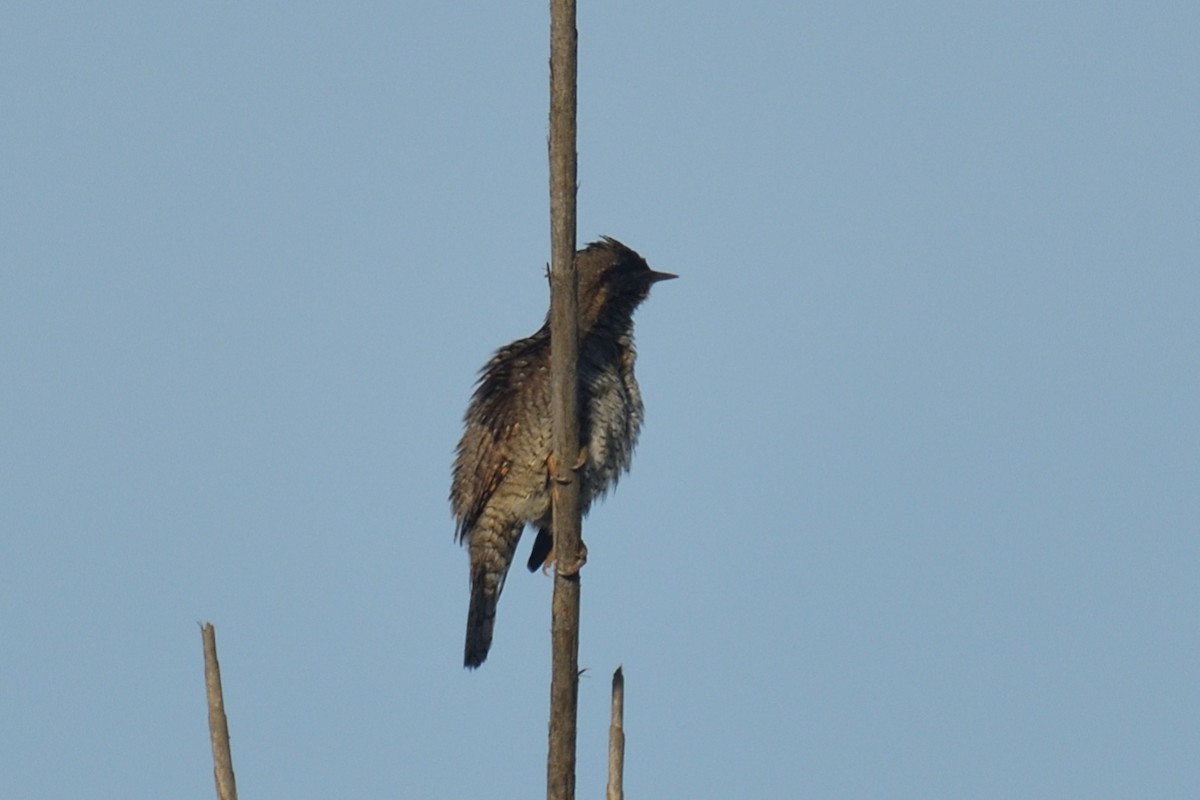 Eurasian Wryneck - ML510407821