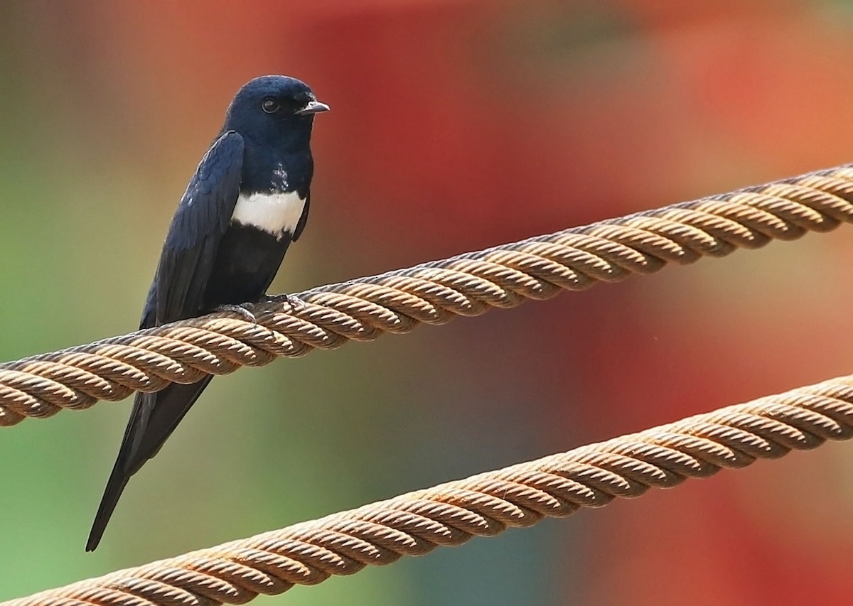 White-banded Swallow - ML510408601