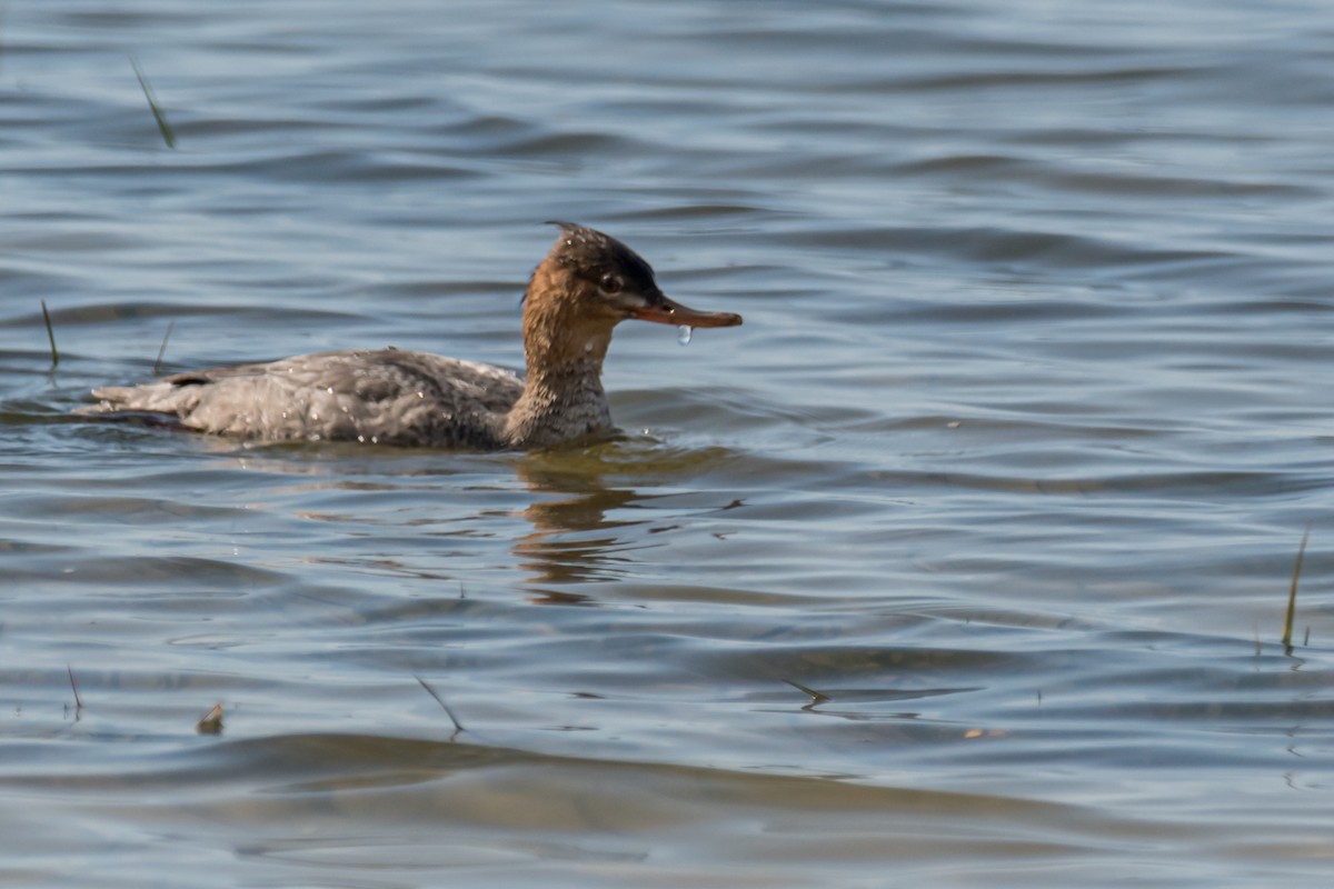 Red-breasted Merganser - Gabrielle Harrison