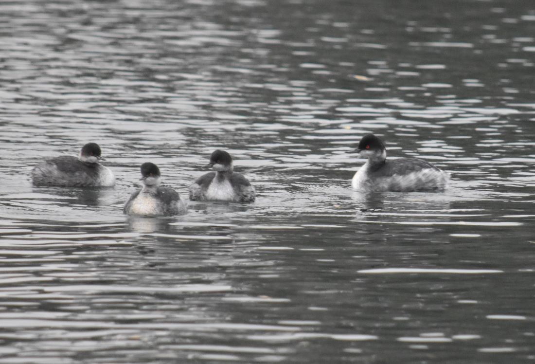 Eared Grebe - ML510409921