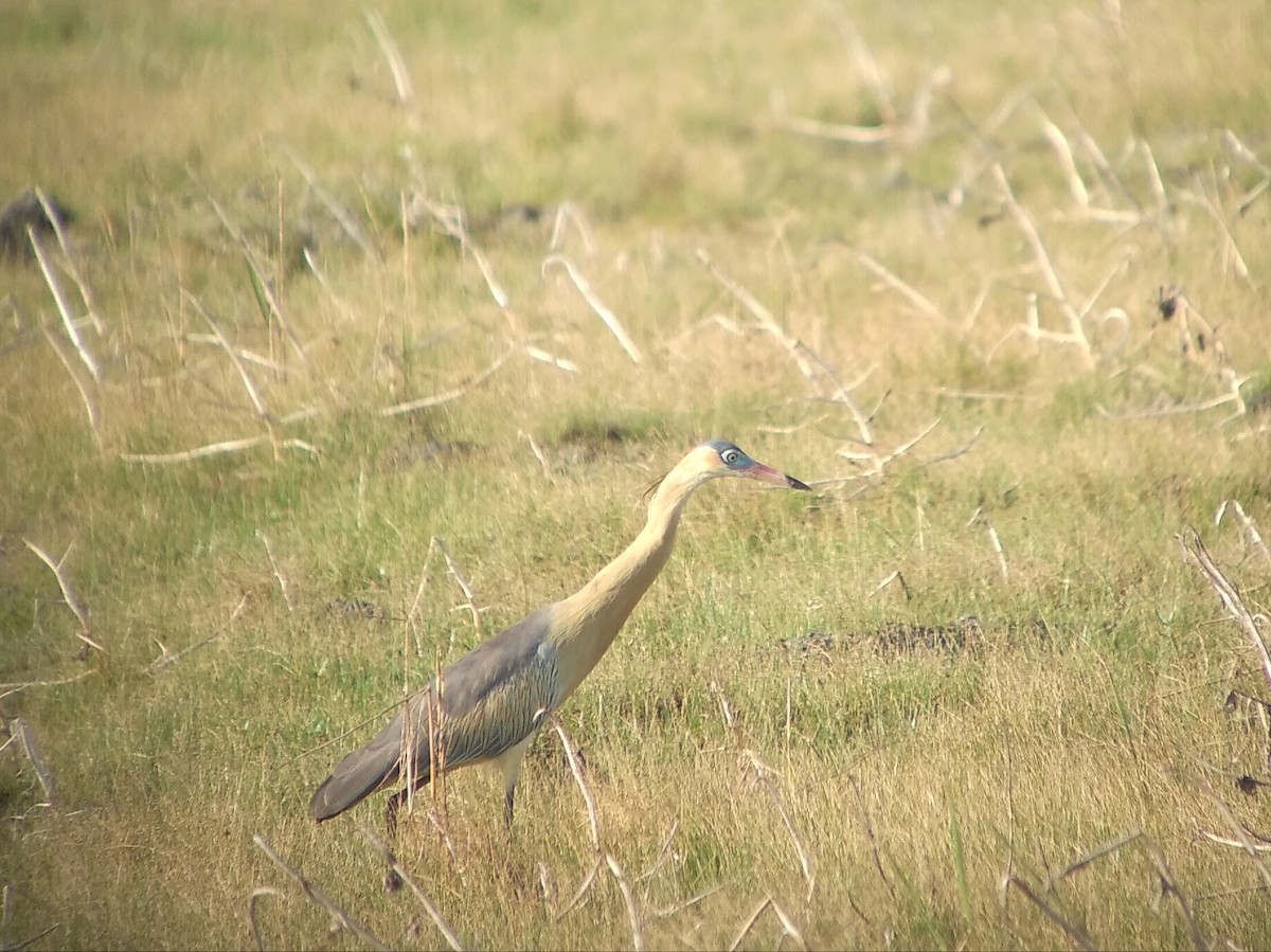 Whistling Heron - ML510409961