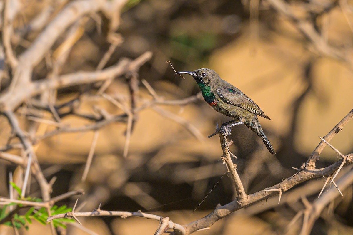 Arabian Sunbird - Sylvain Reyt