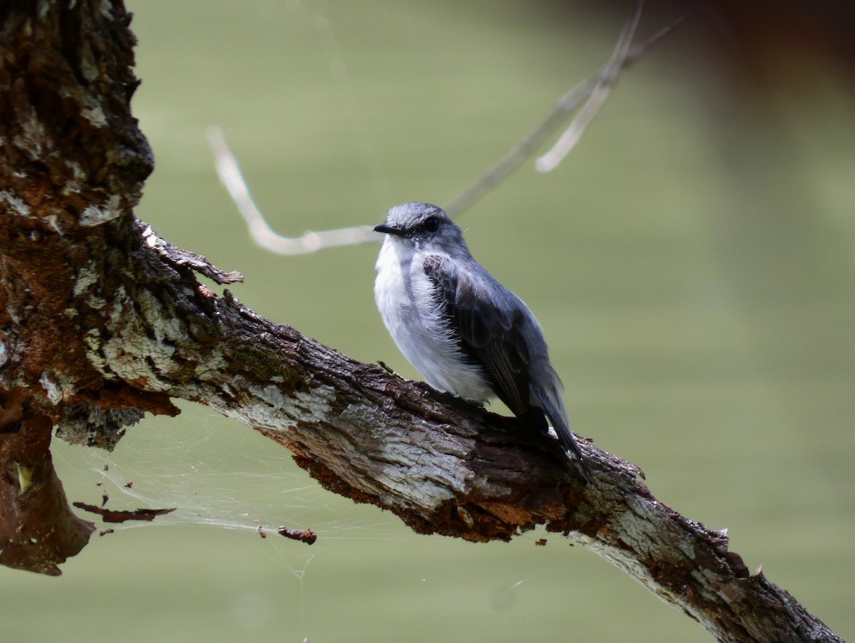 Cassin's Flycatcher - ML510410041