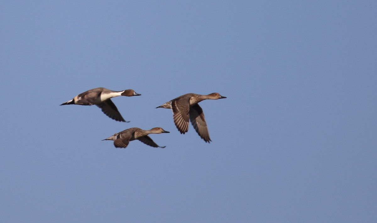 Northern Pintail - ML510410131