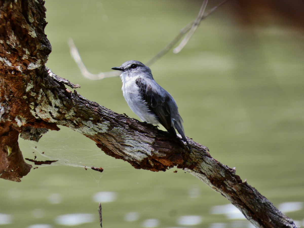 Cassin's Flycatcher - ML510410311