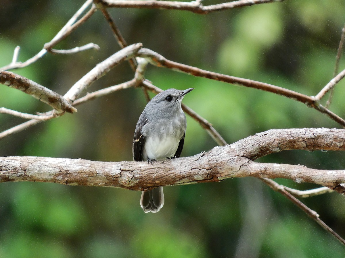 Cassin's Flycatcher - ML510410621