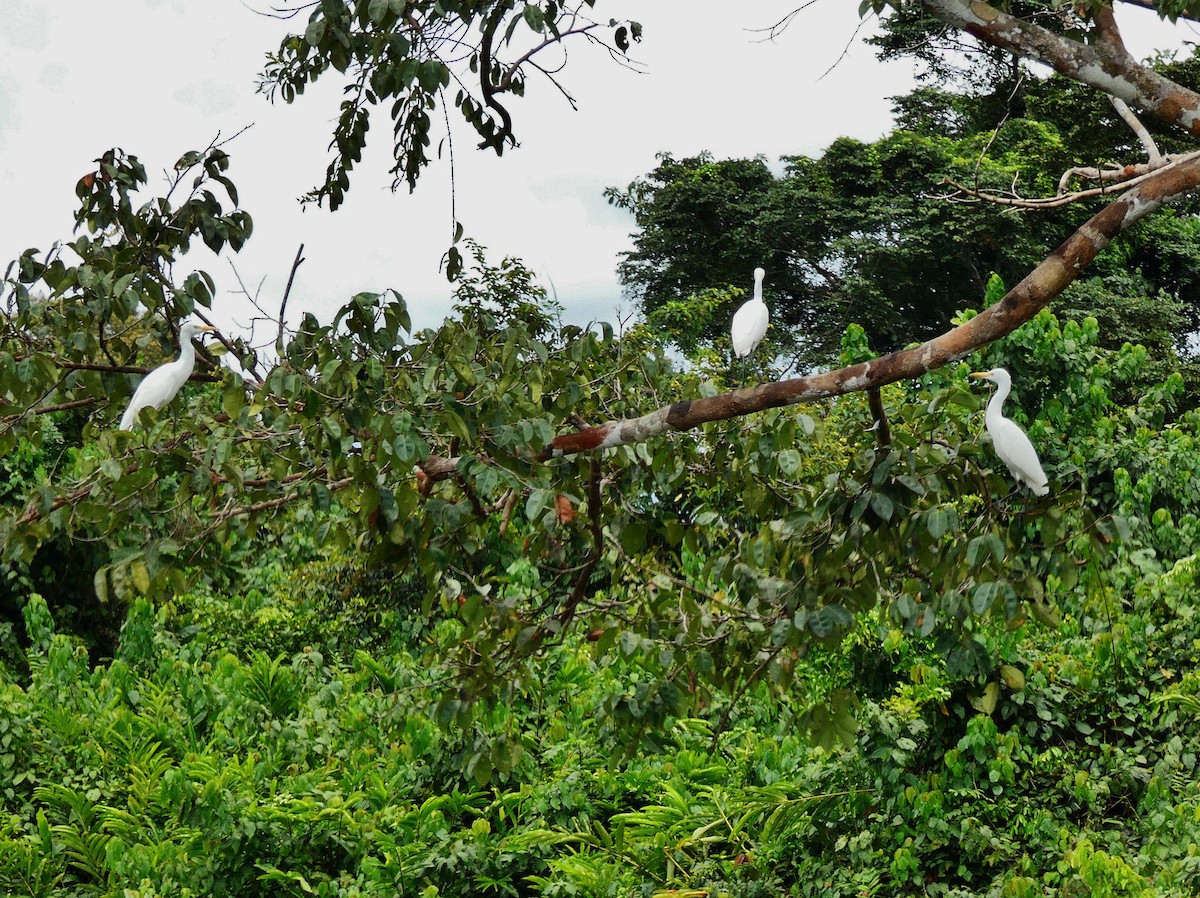 Western Cattle Egret - ML510411051