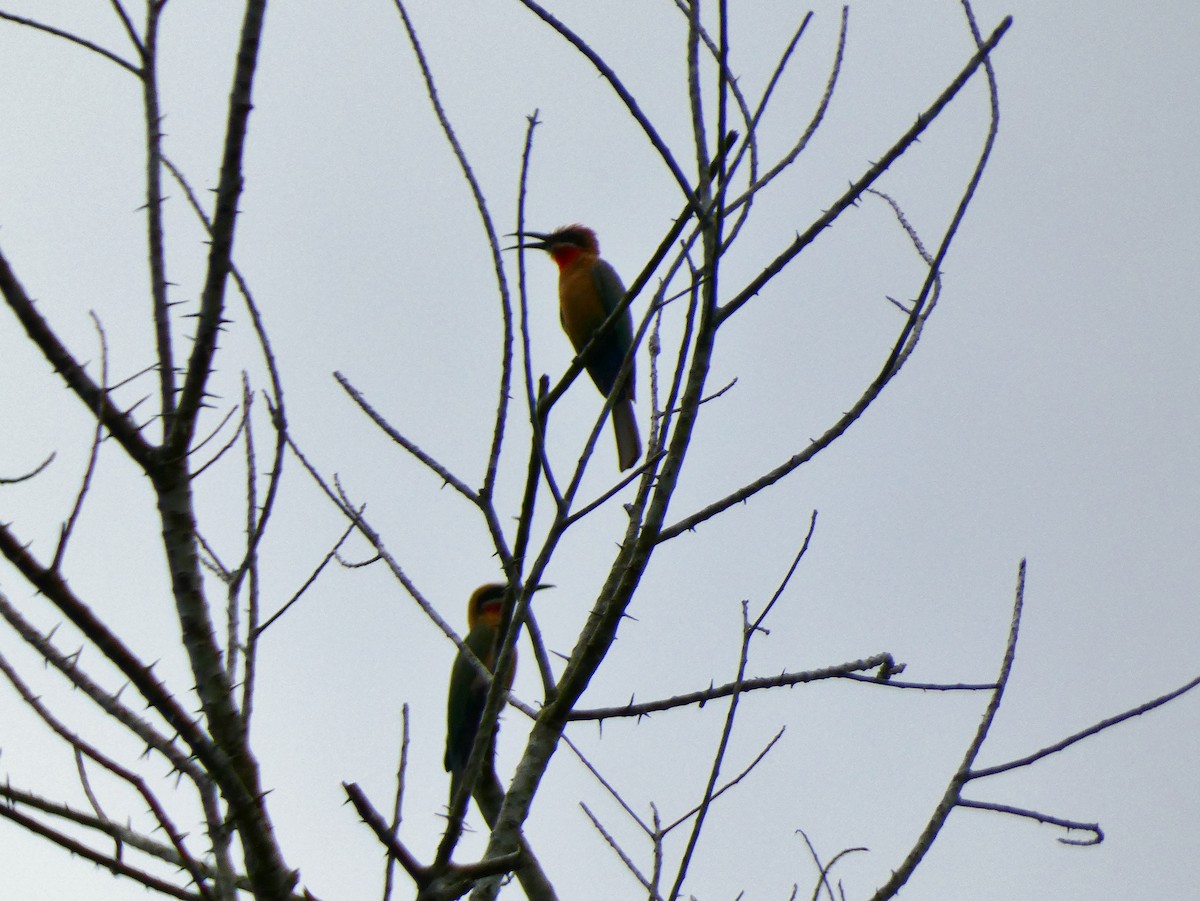 White-fronted Bee-eater - ML510411381