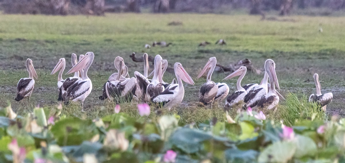 Australian Pelican - ML510411781