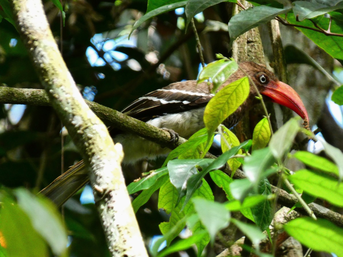 Red-billed Dwarf Hornbill - ML510412061