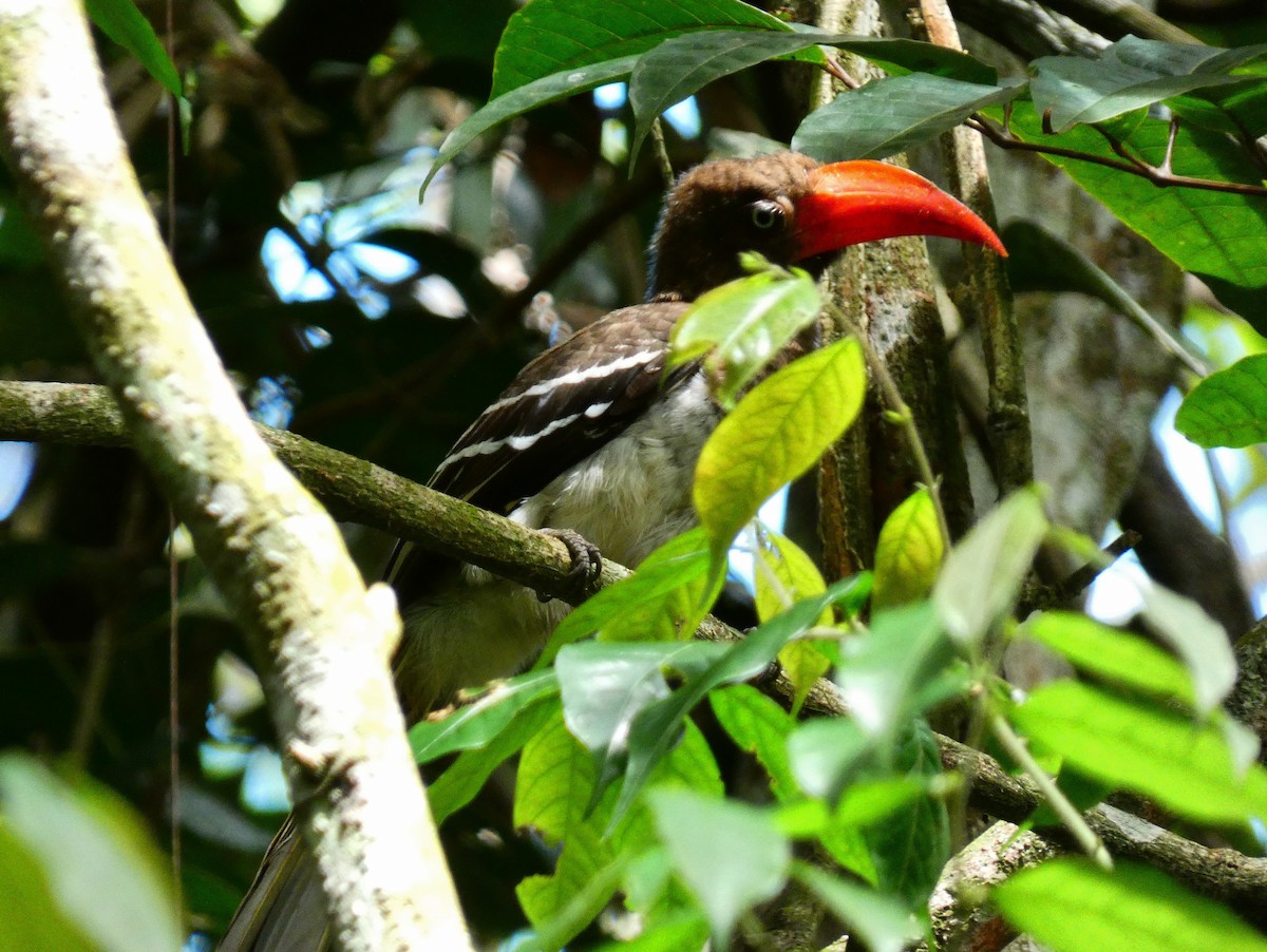 Red-billed Dwarf Hornbill - ML510412201