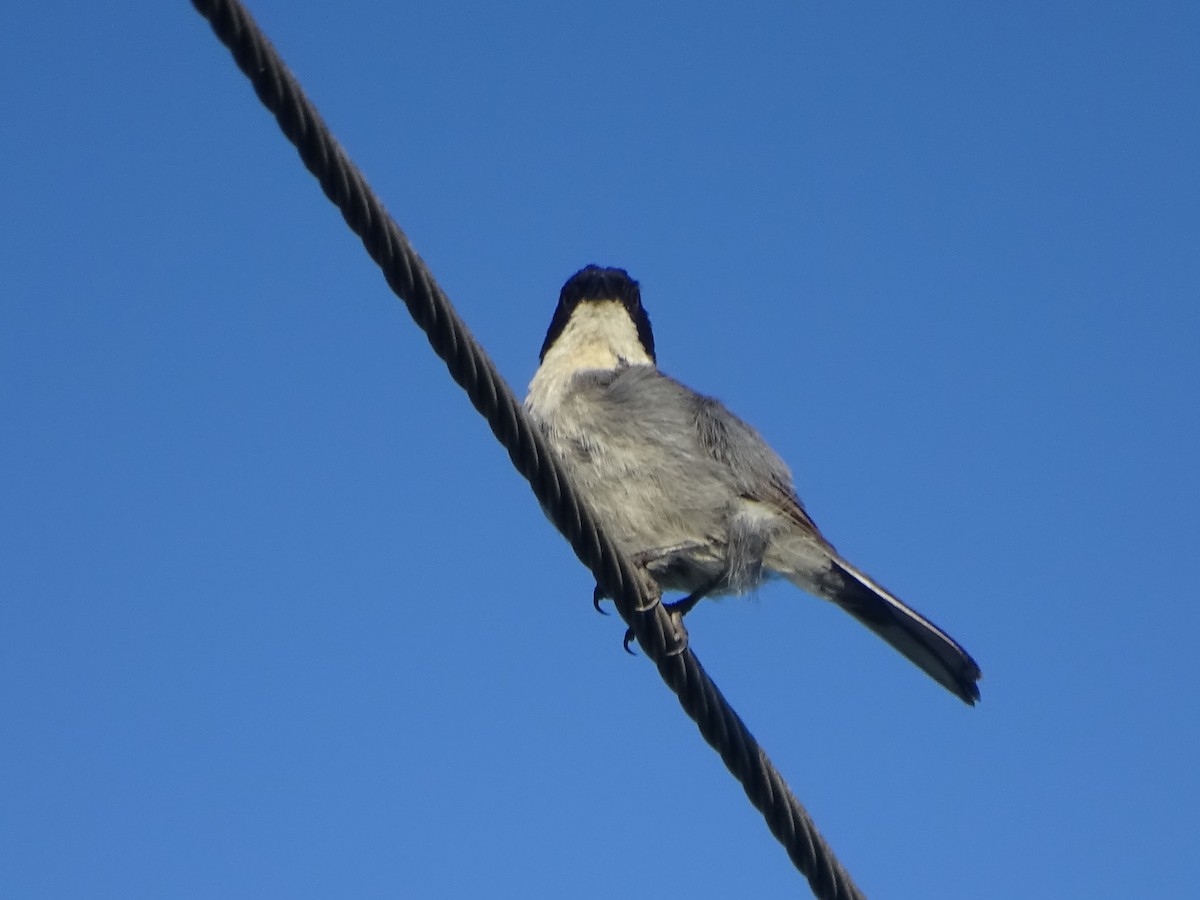 Black-capped Warbling Finch - Mirian Del Río