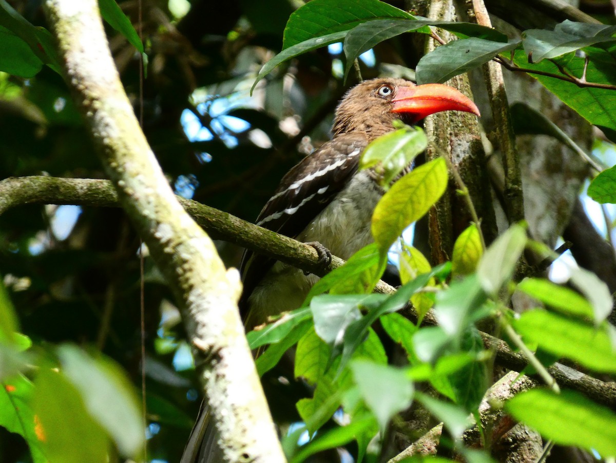 Red-billed Dwarf Hornbill - ML510412411