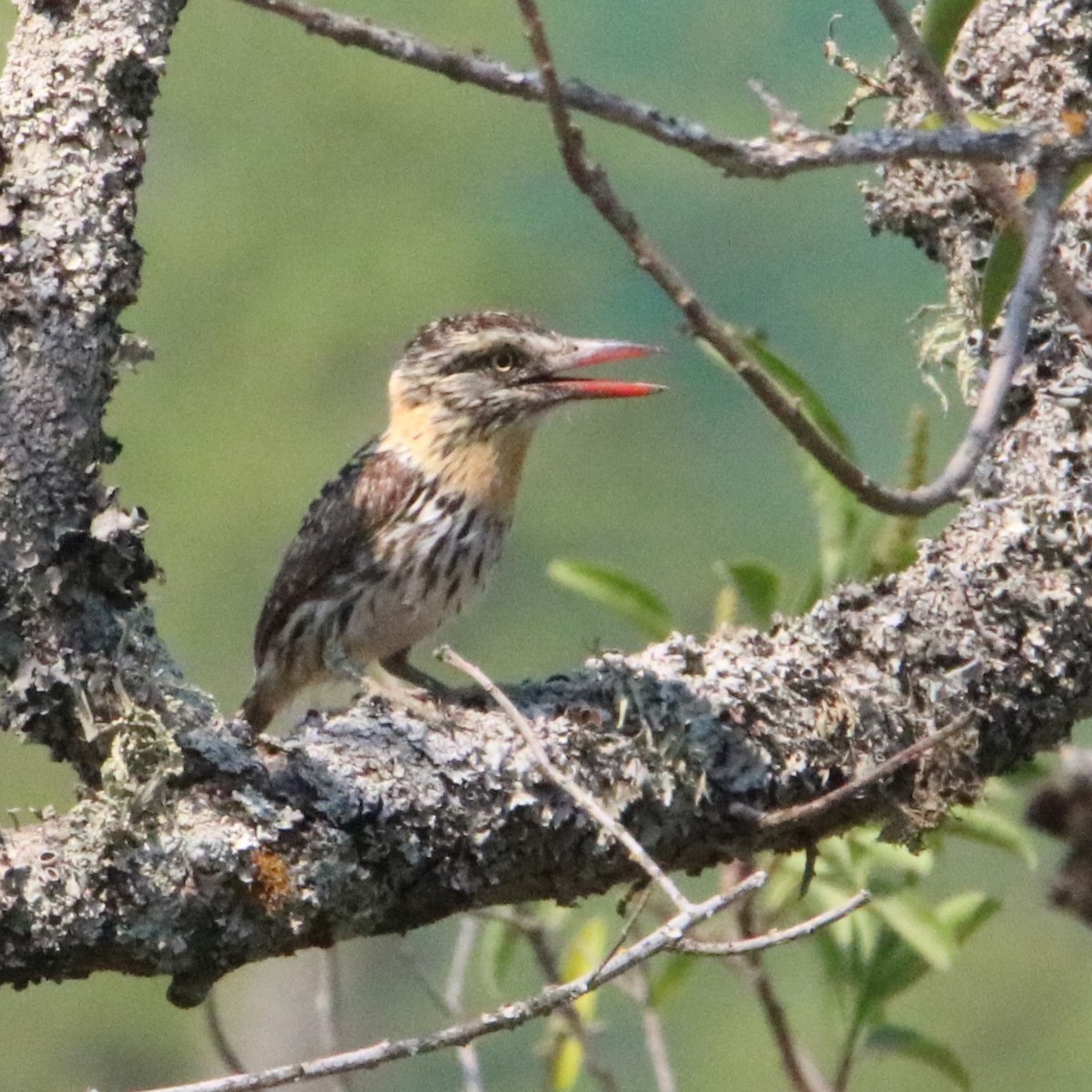 Spot-backed Puffbird - ML510412661