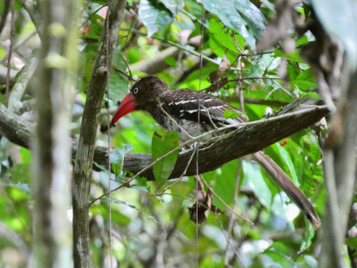 Red-billed Dwarf Hornbill - ML510412691