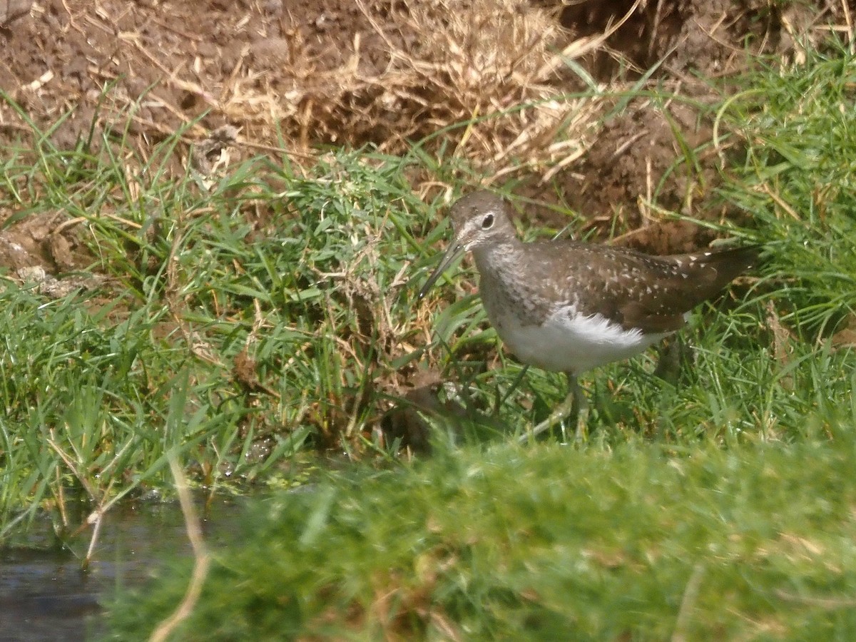 Wood Sandpiper - Luc and Therese Jacobs