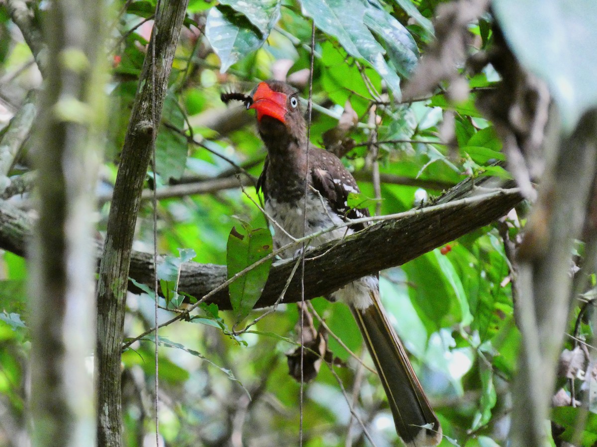 Red-billed Dwarf Hornbill - ML510412871