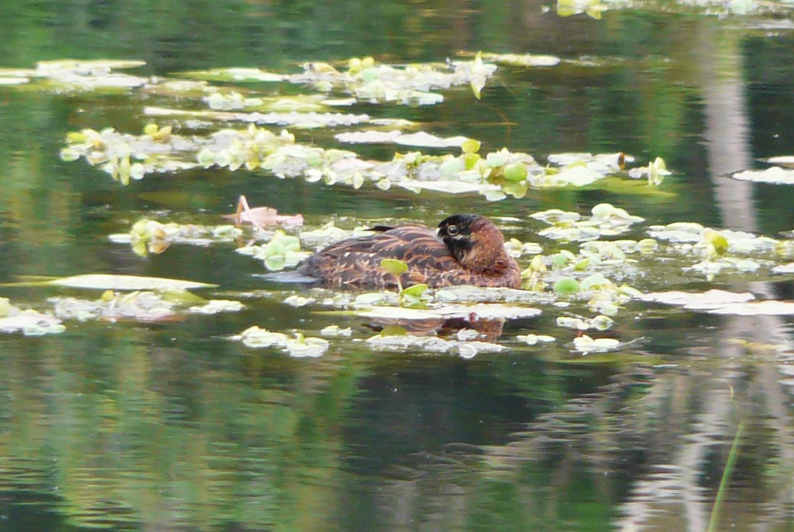 Masked Duck - ML510412941