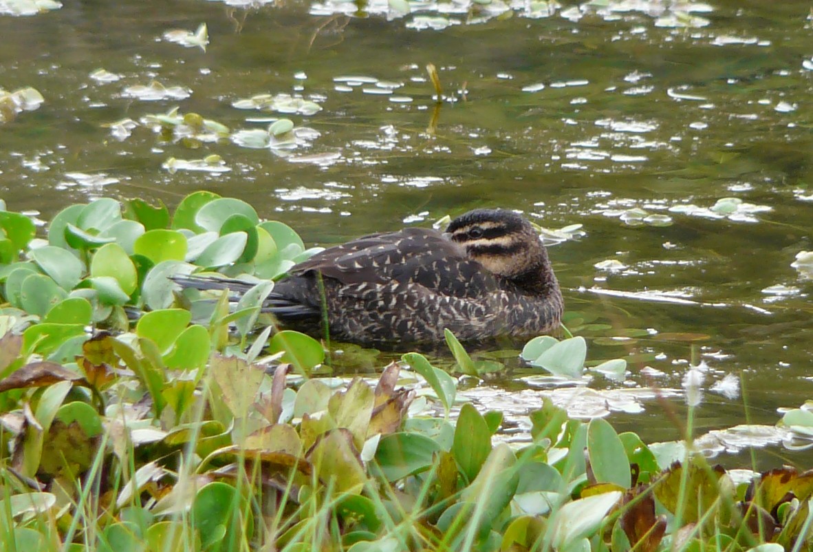 Masked Duck - ML510412951