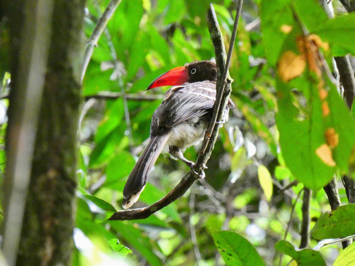 Red-billed Dwarf Hornbill - Tony King