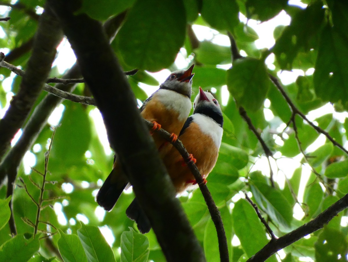 Rufous-bellied Helmetshrike - ML510413491