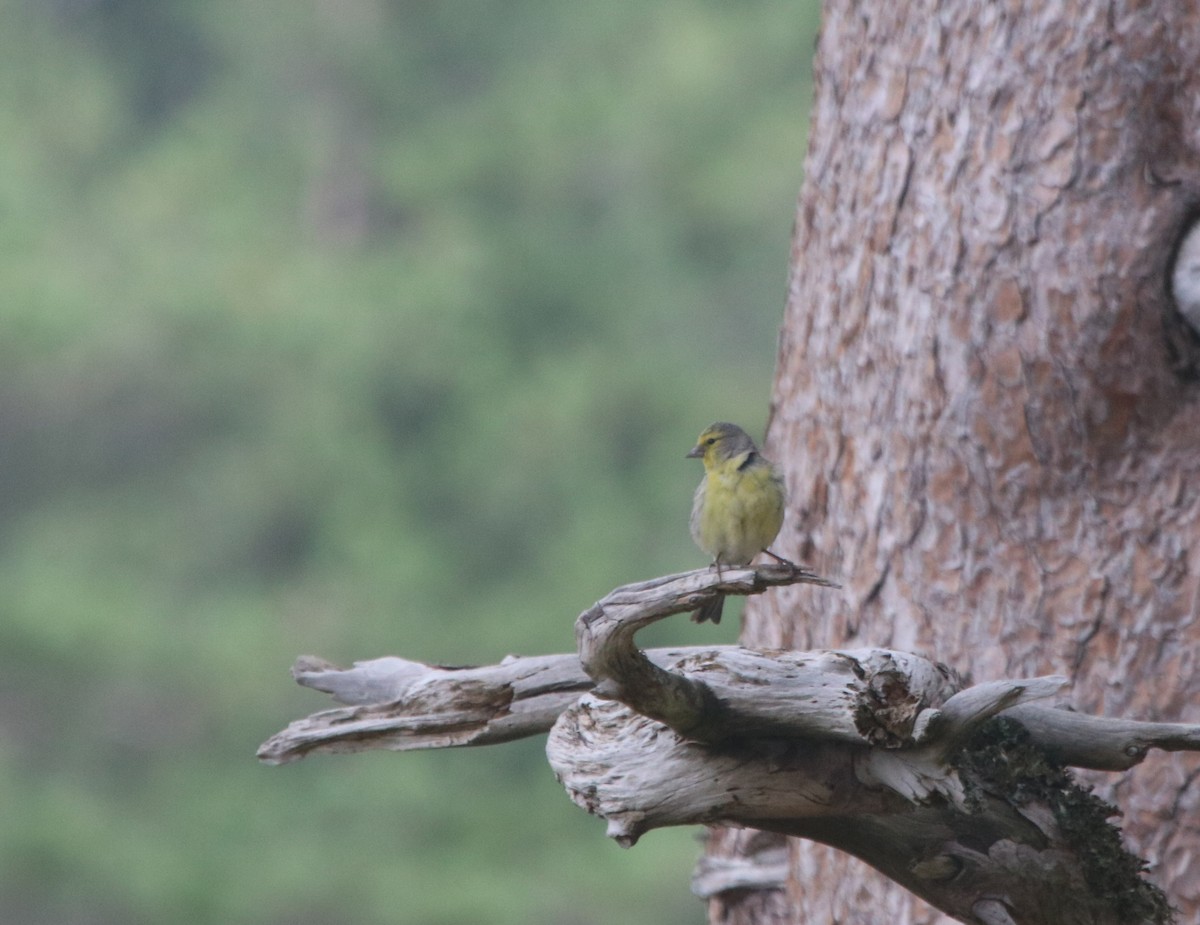 Corsican Finch - ML510413561