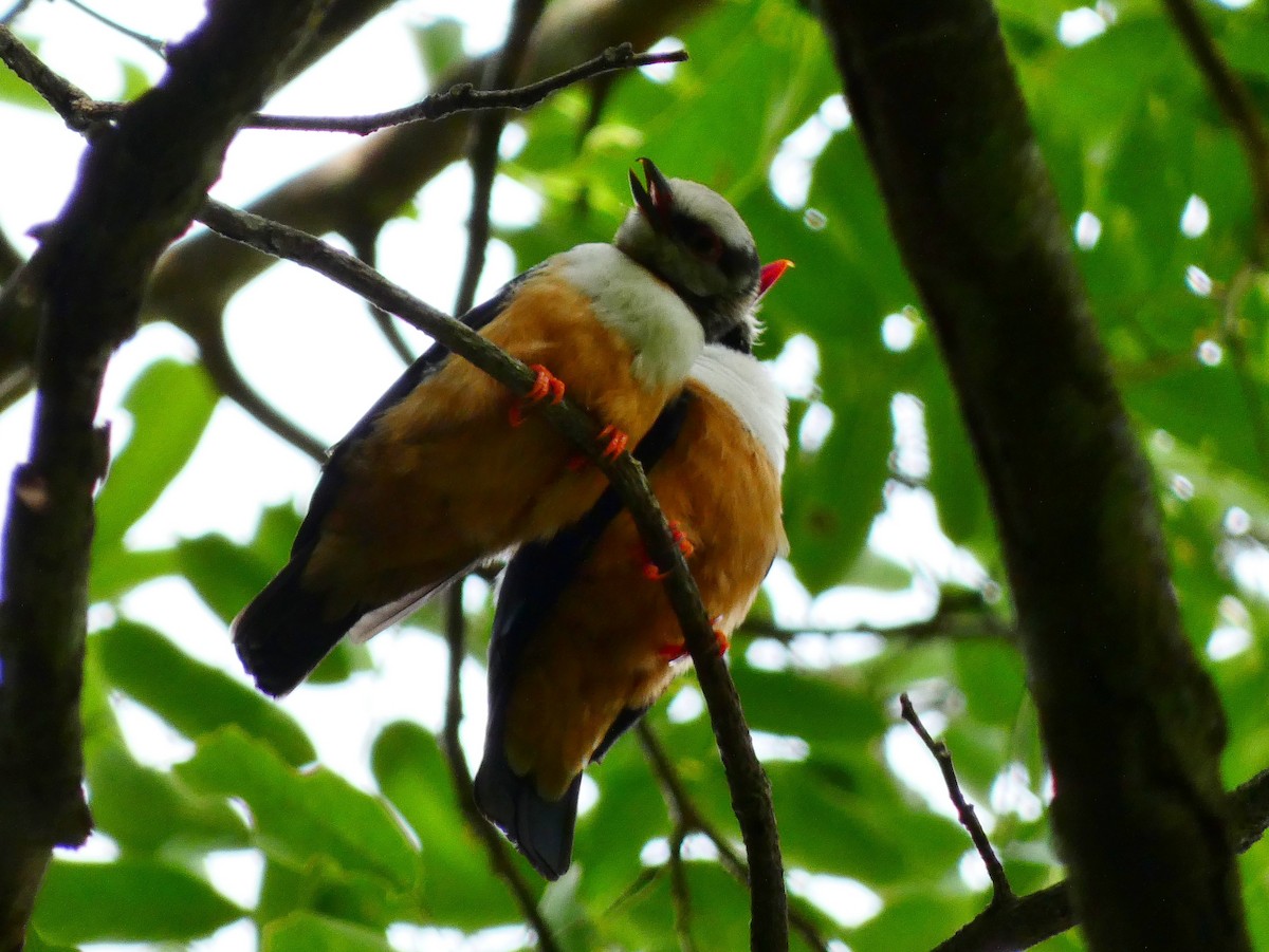 Rufous-bellied Helmetshrike - ML510413961