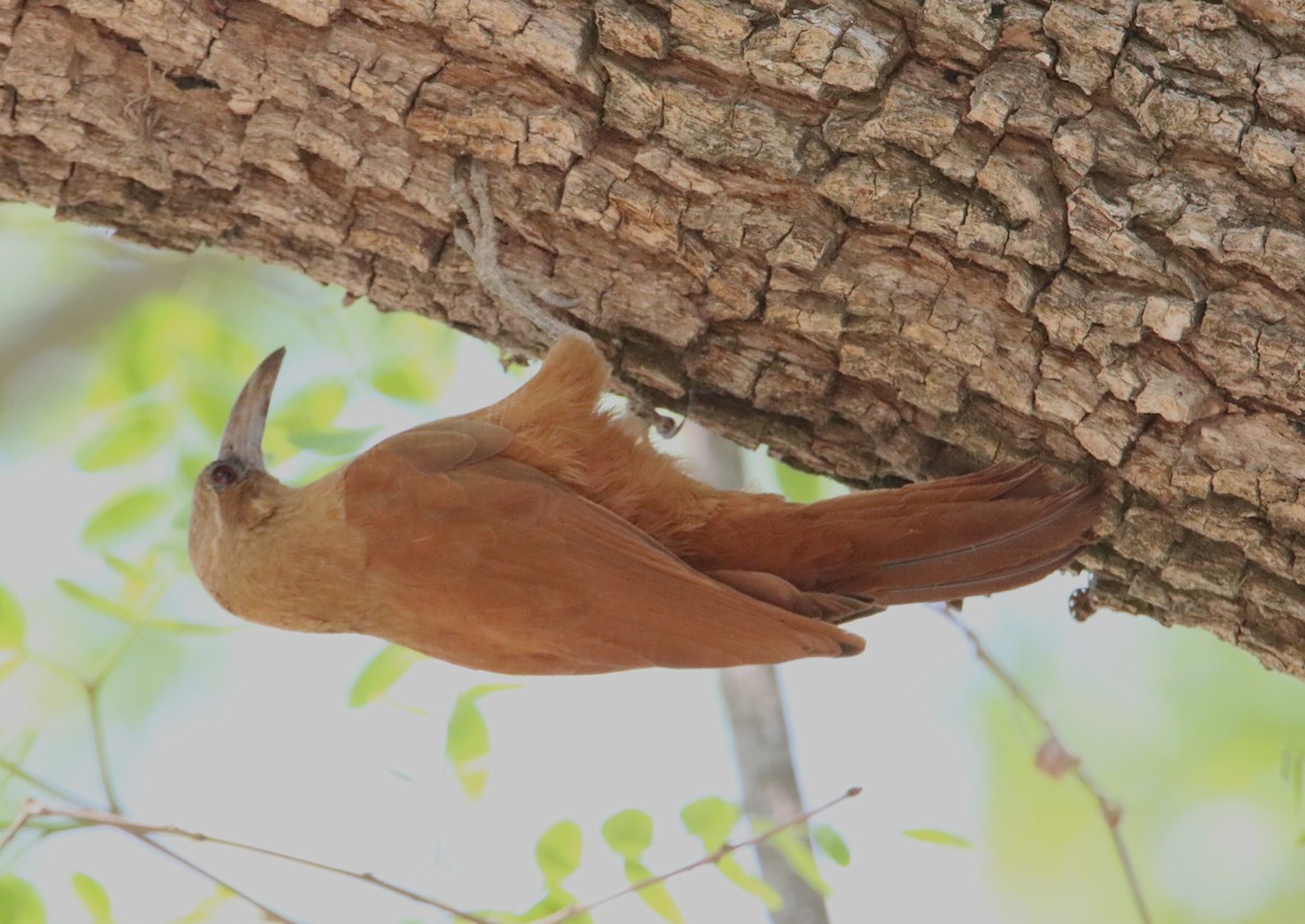 Great Rufous Woodcreeper - ML510413971