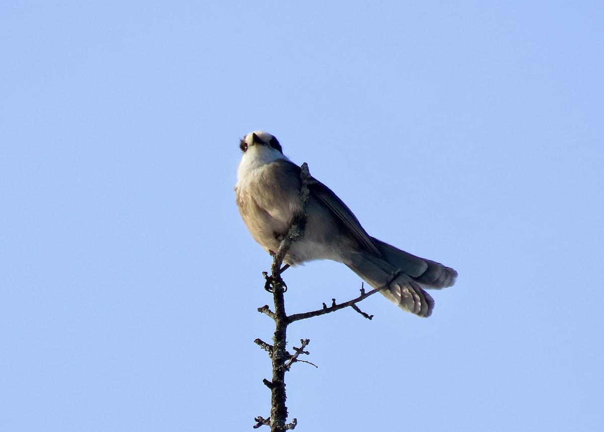 Canada Jay - ML510414001