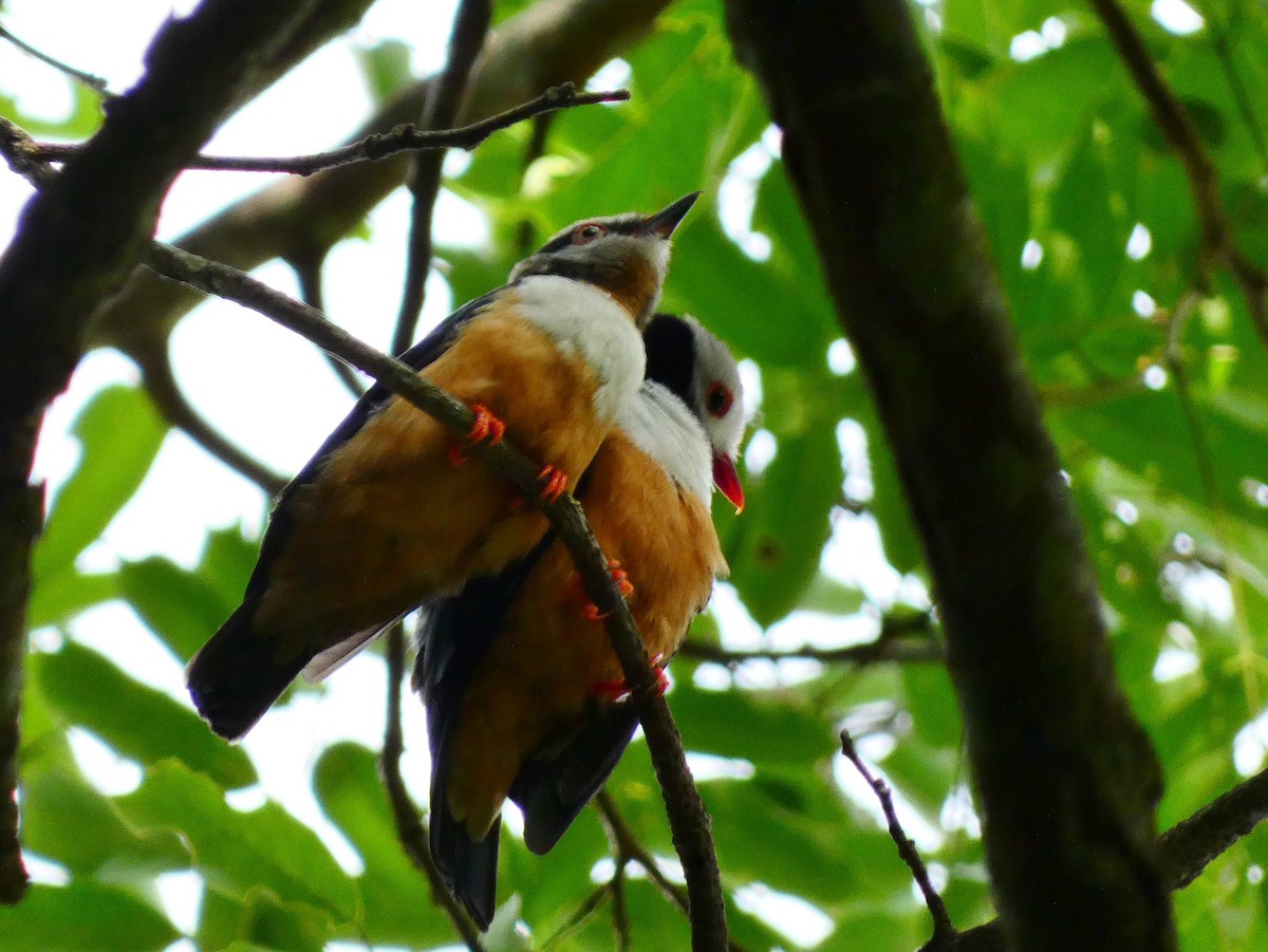 Rufous-bellied Helmetshrike - ML510414271