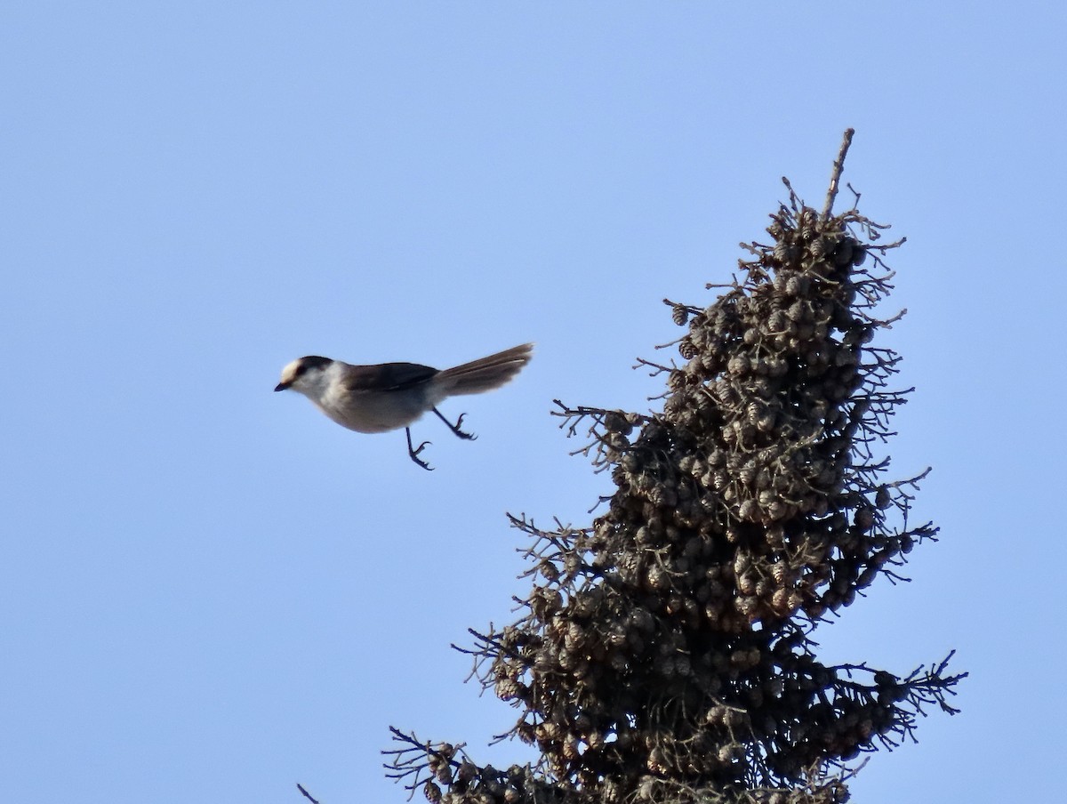 Canada Jay - ML510414411