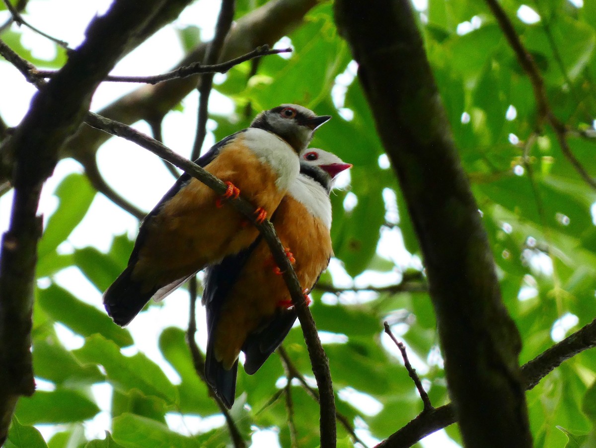 Rufous-bellied Helmetshrike - ML510414891