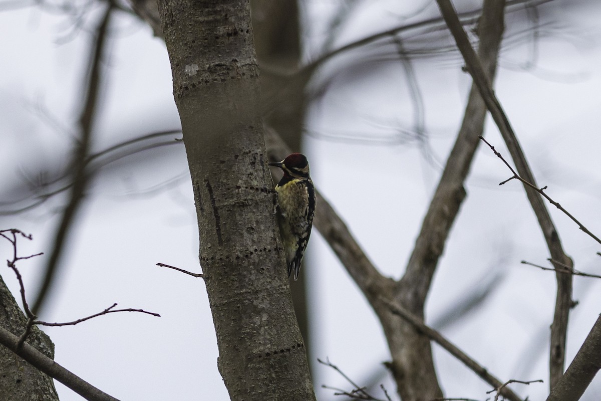 Yellow-bellied Sapsucker - ML510414991