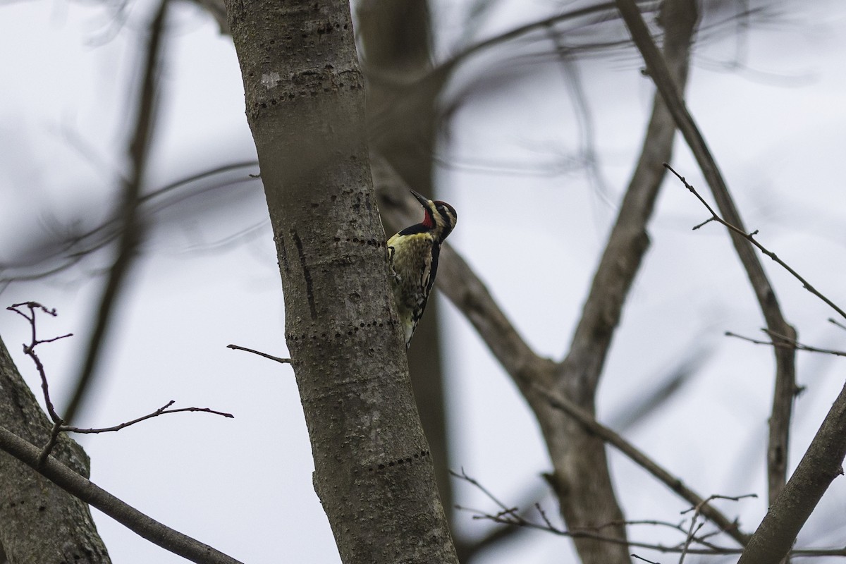 Yellow-bellied Sapsucker - ML510415011