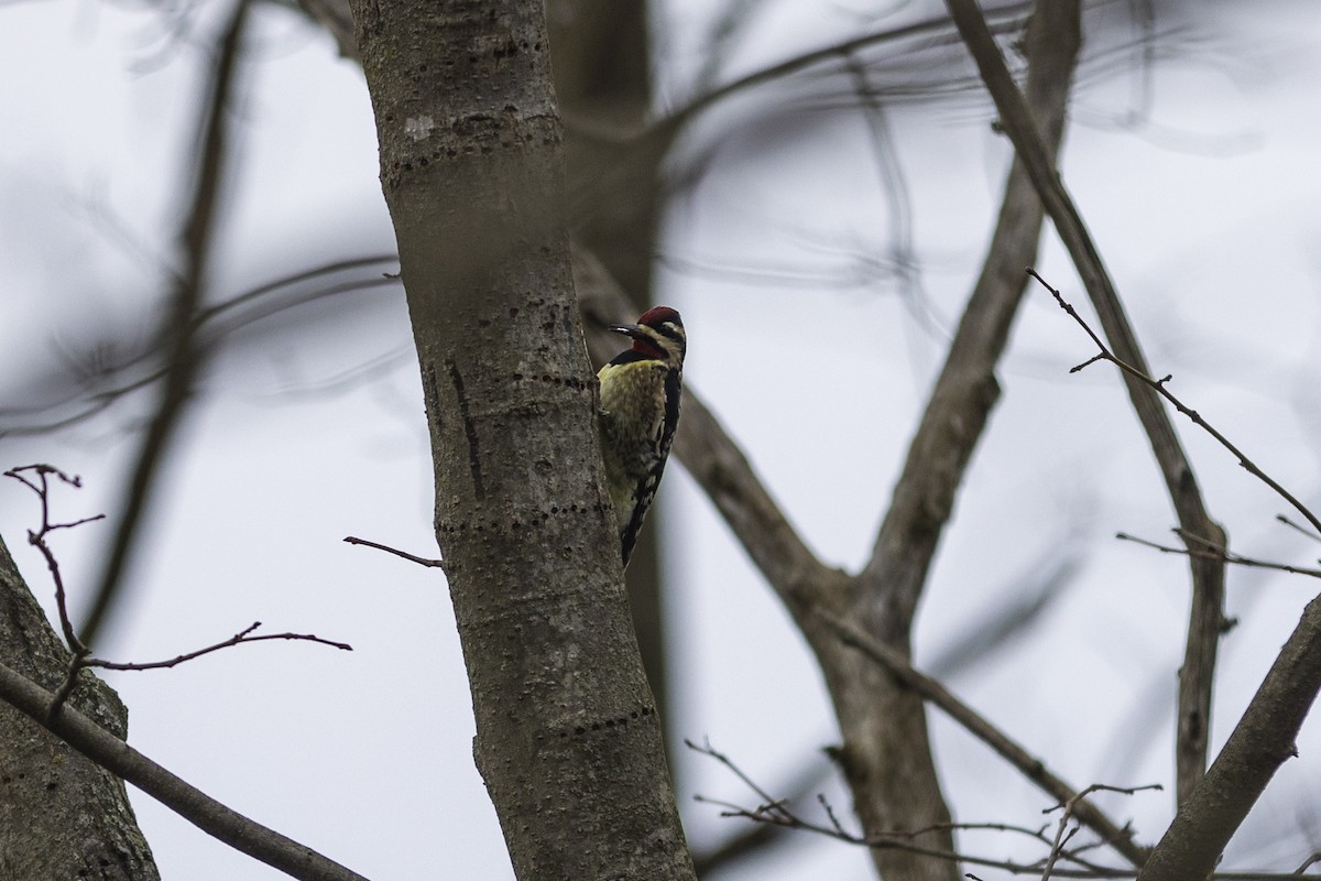 Yellow-bellied Sapsucker - ML510415061