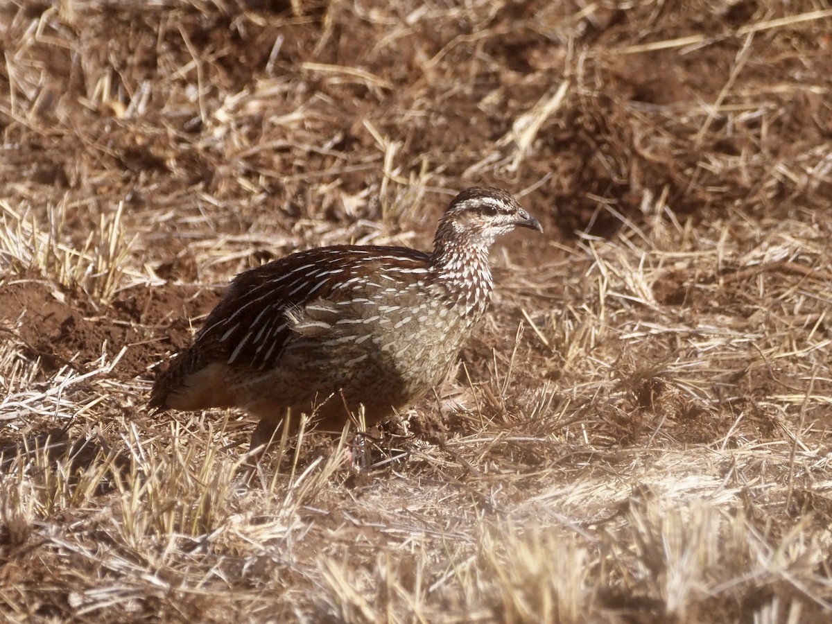 Crested Francolin - ML510415101