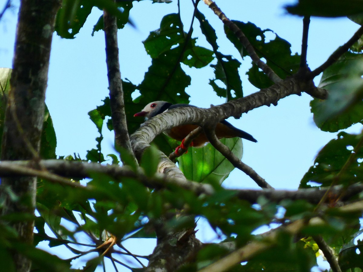 Rufous-bellied Helmetshrike - ML510415291