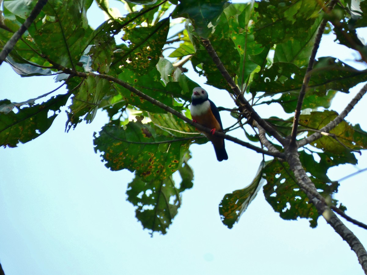 Rufous-bellied Helmetshrike - ML510415901