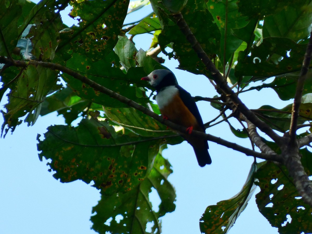 Rufous-bellied Helmetshrike - ML510415971