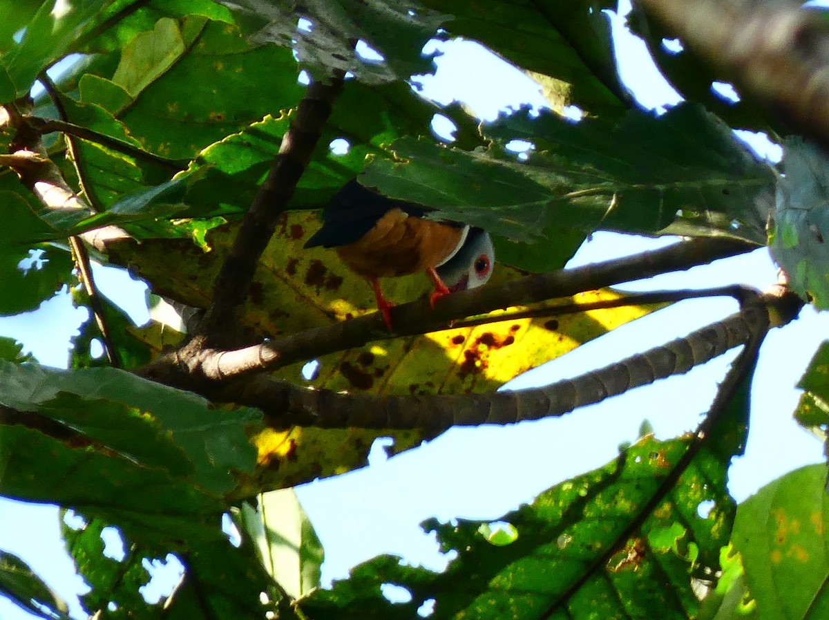 Rufous-bellied Helmetshrike - ML510416081