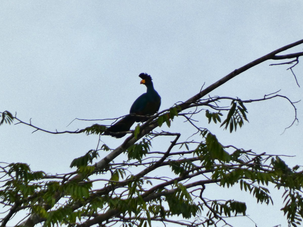 Great Blue Turaco - ML510416411