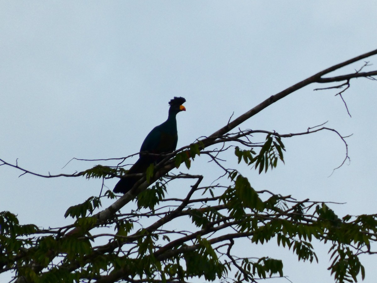 Turaco Gigante - ML510416621