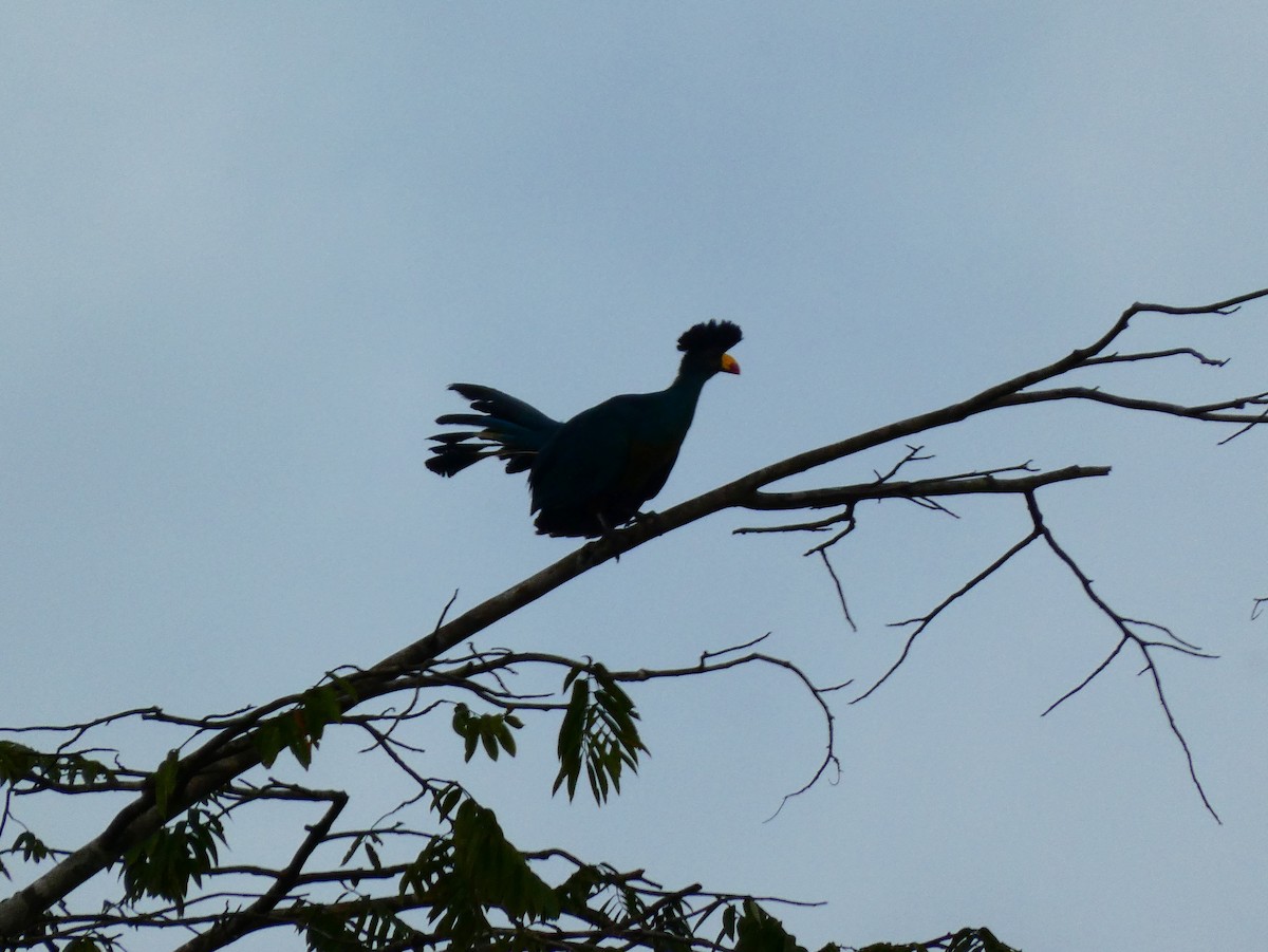 Great Blue Turaco - Tony King