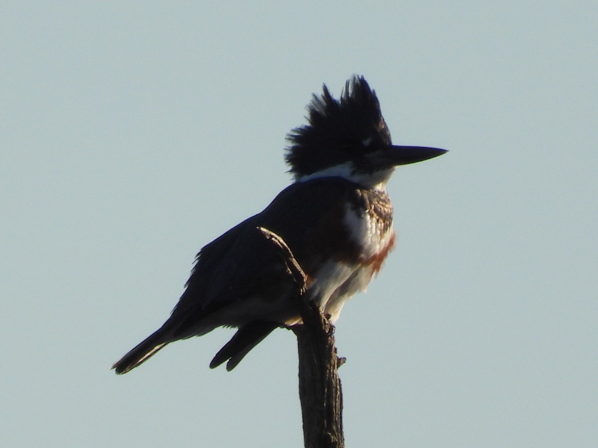 Belted Kingfisher - ML510416771