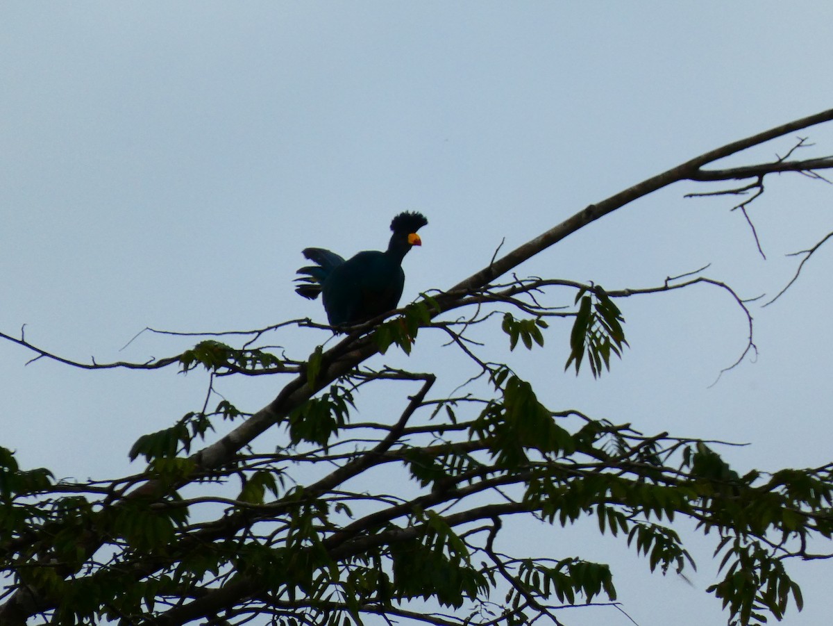 Great Blue Turaco - ML510417001