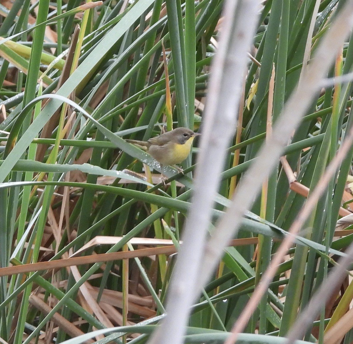 Paruline masquée - ML510419561