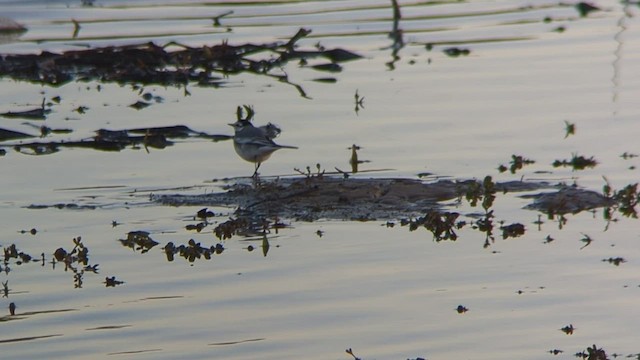 White Wagtail (Black-backed) - ML510420111