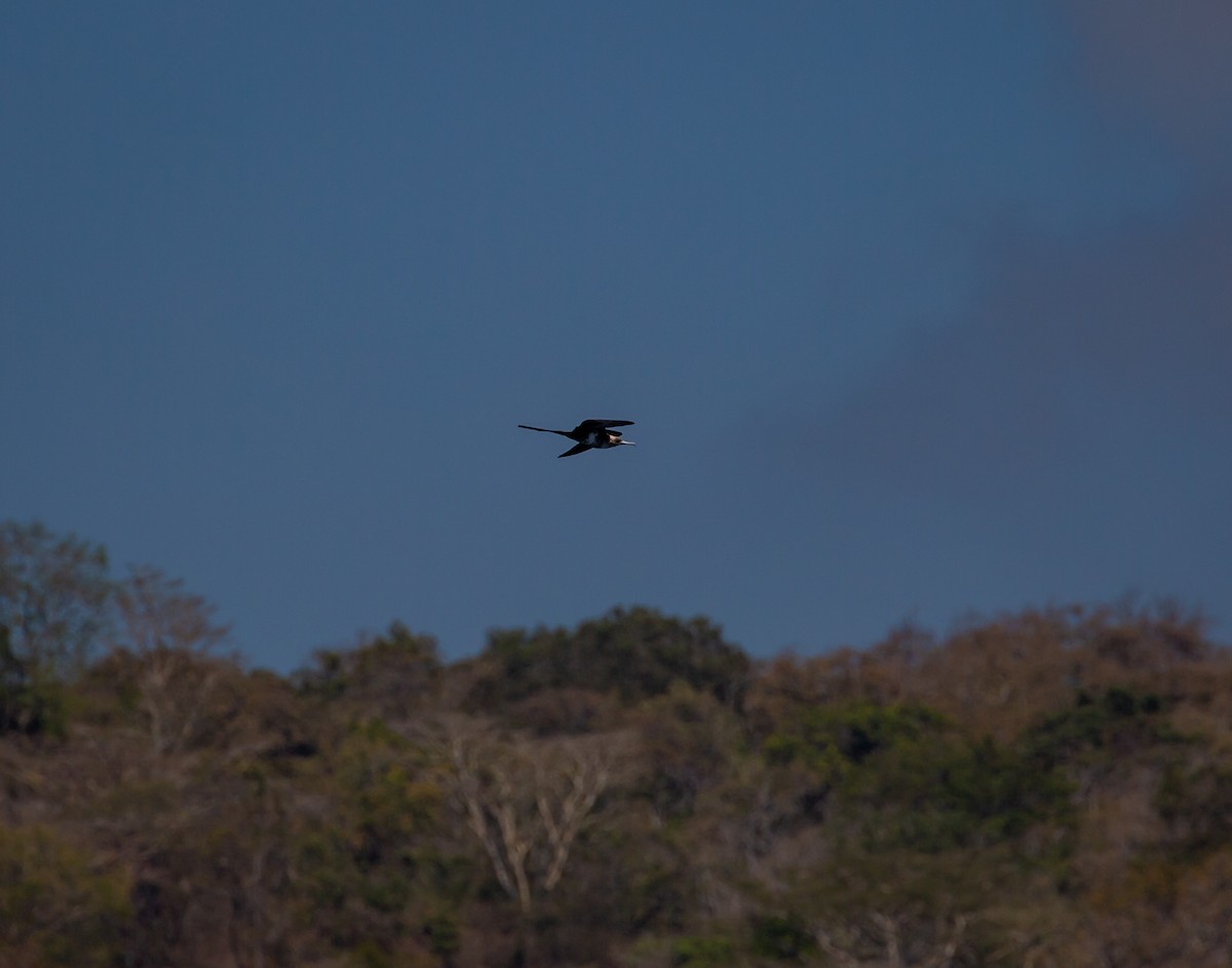 Lesser Frigatebird - ML510421161