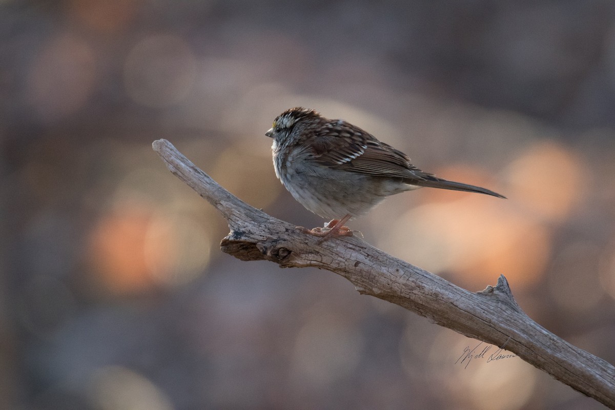White-throated Sparrow - Kjell Larsen
