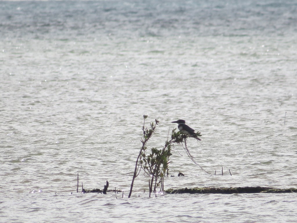 Belted Kingfisher - birdclub newprovidence